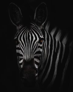 zebra disease