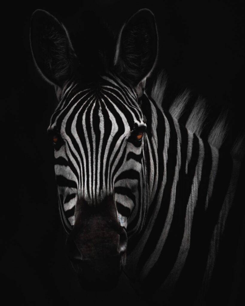 zebra disease