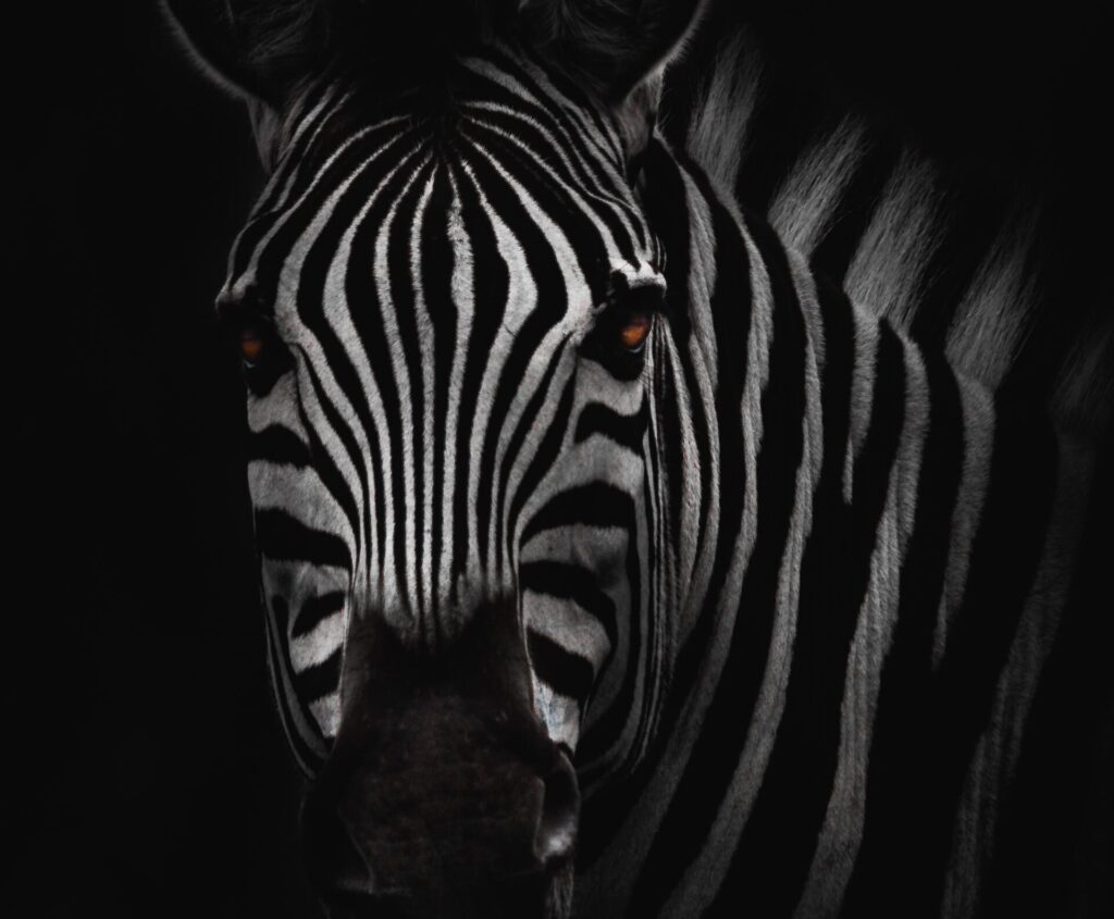 What is a Zebra Disease?